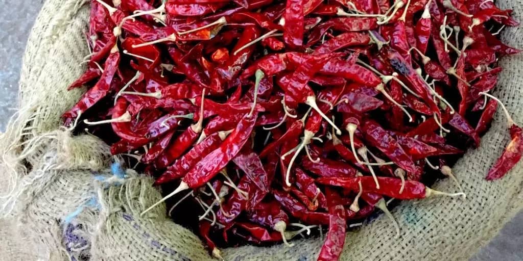 Red hot chilli peppers in kerala india