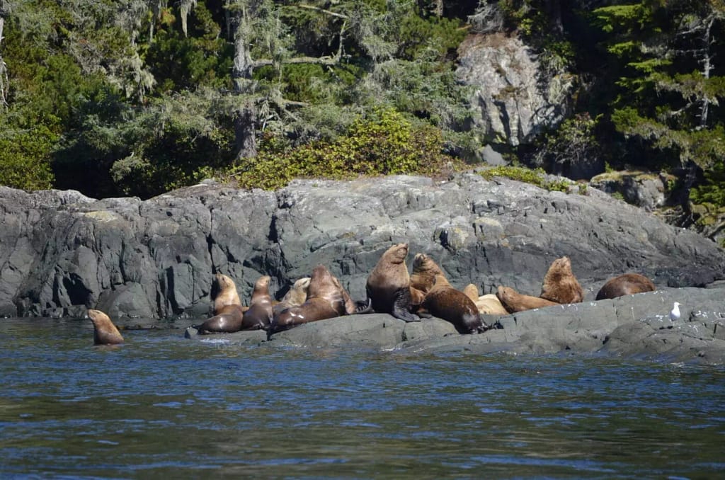 seals lying on rocks as seen on the see kayaking adventure - Broken Group Islands BC