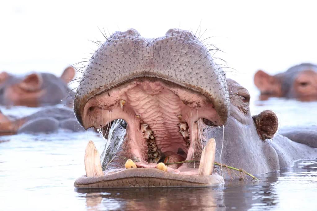Hippo yawning in the water on the Kenya Safari Trip