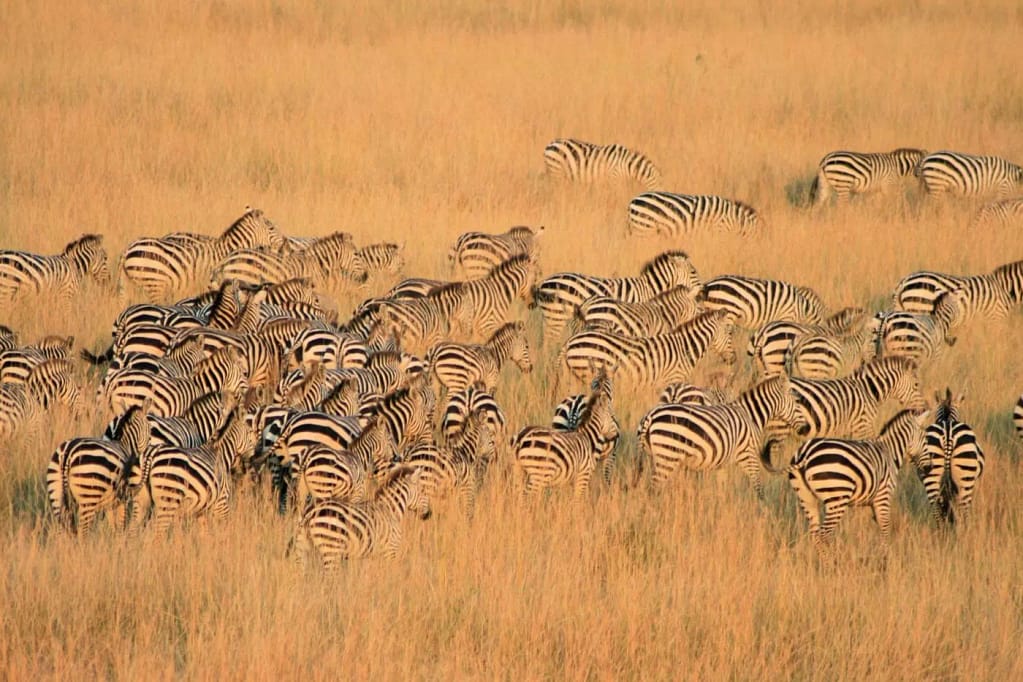 Zebra running in the field during the Kenya Safari Trip