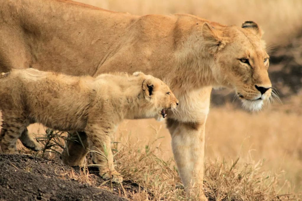 Female lion and her cub roaming during the Kenya Safari Trip