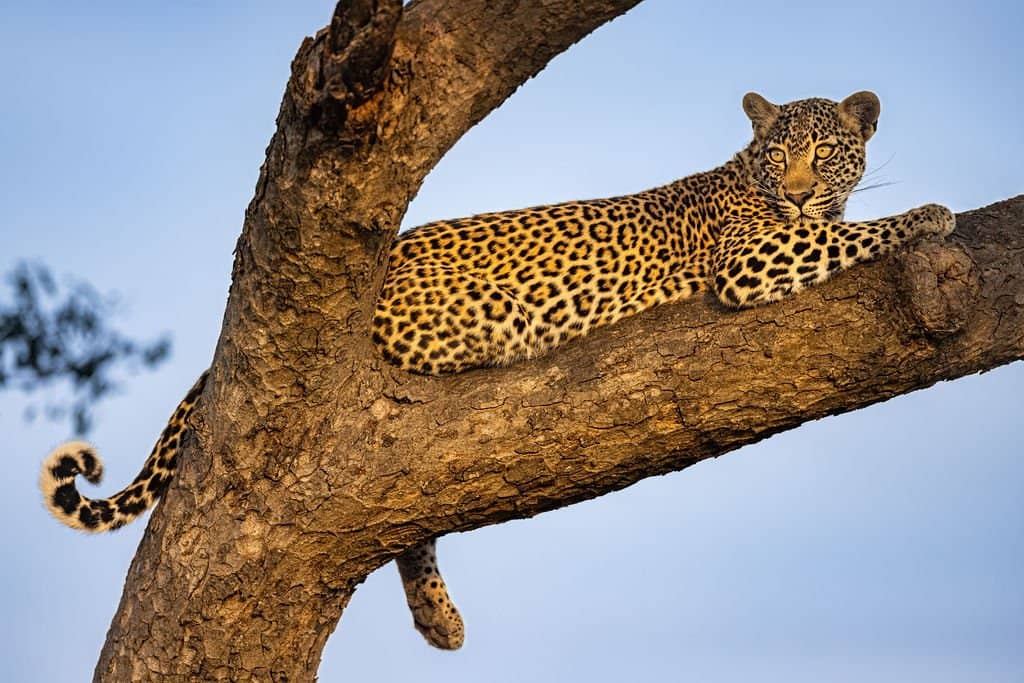 Leopard in a tree - wildlife photography tour