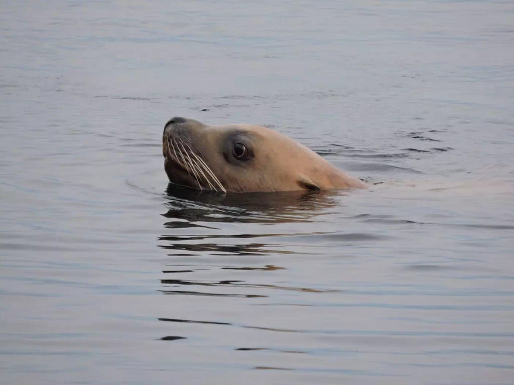 a baby seal swimming seen on the see kayaking adventure - Broken Group Islands BC