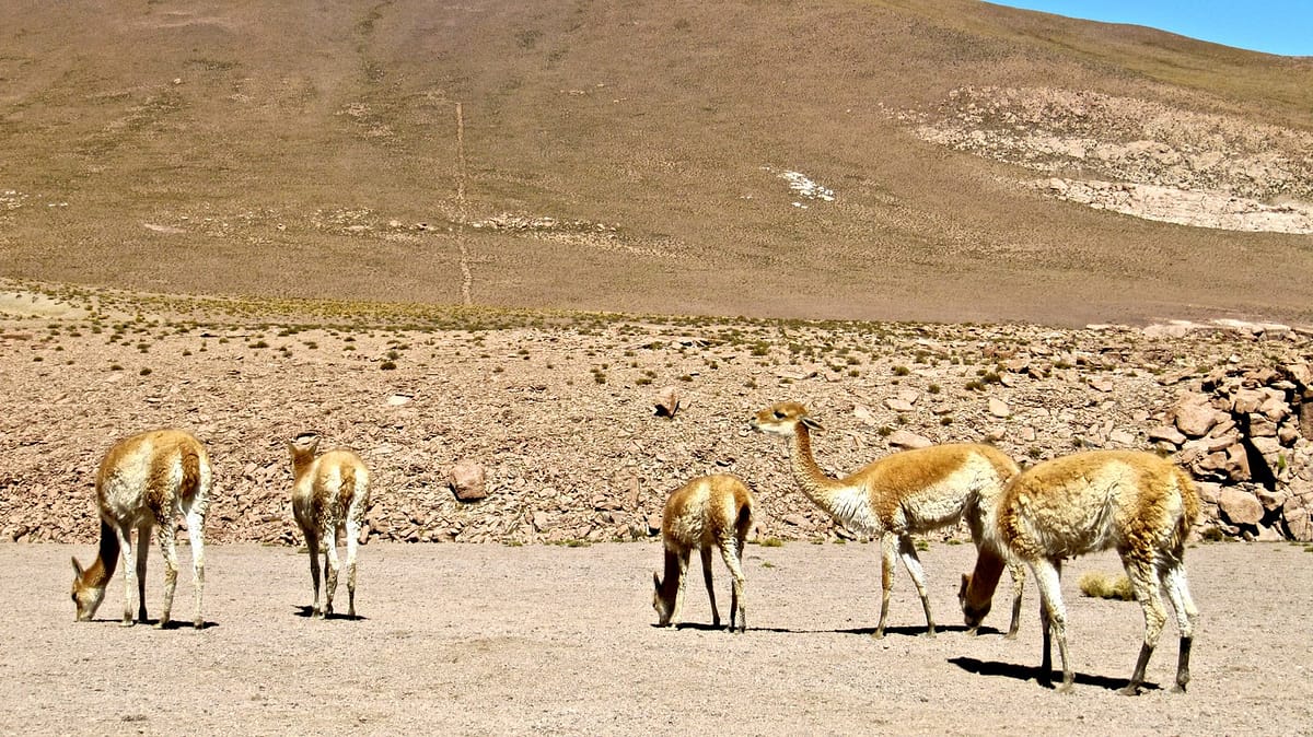 Bolivia & Atacama Desert Tour