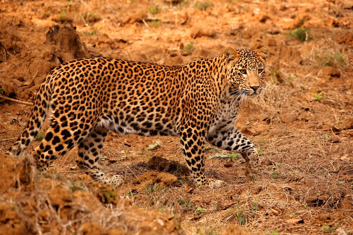 Leopard Safari India