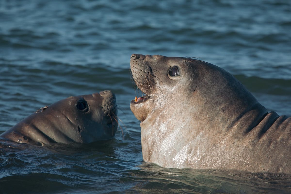 Elephant Seals - Puerto Madryn, Argentina Explorer