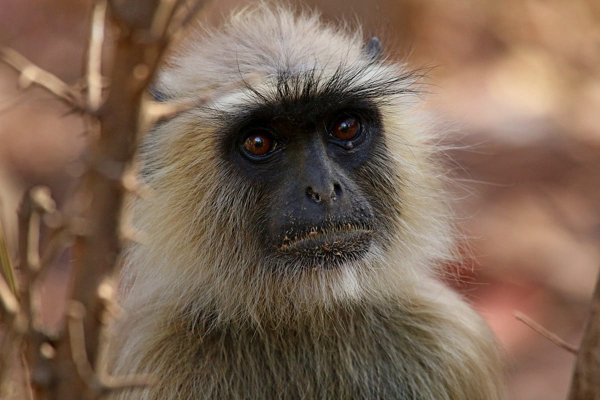 Vervet Monkey - India