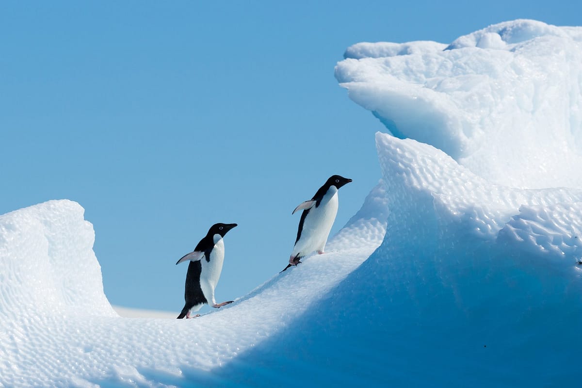 Penguins - Antarctica Fly & Cruise 