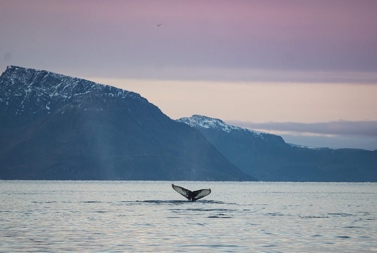 Whale Watching Dome - Norway Winter Explorer Adventure
