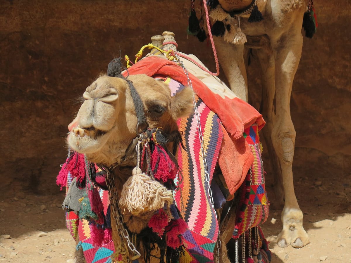 Camel at Petra - Jordan Experience Tour