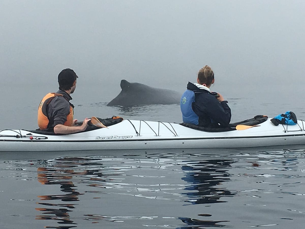 kayak humpback Newfoundland Adventure