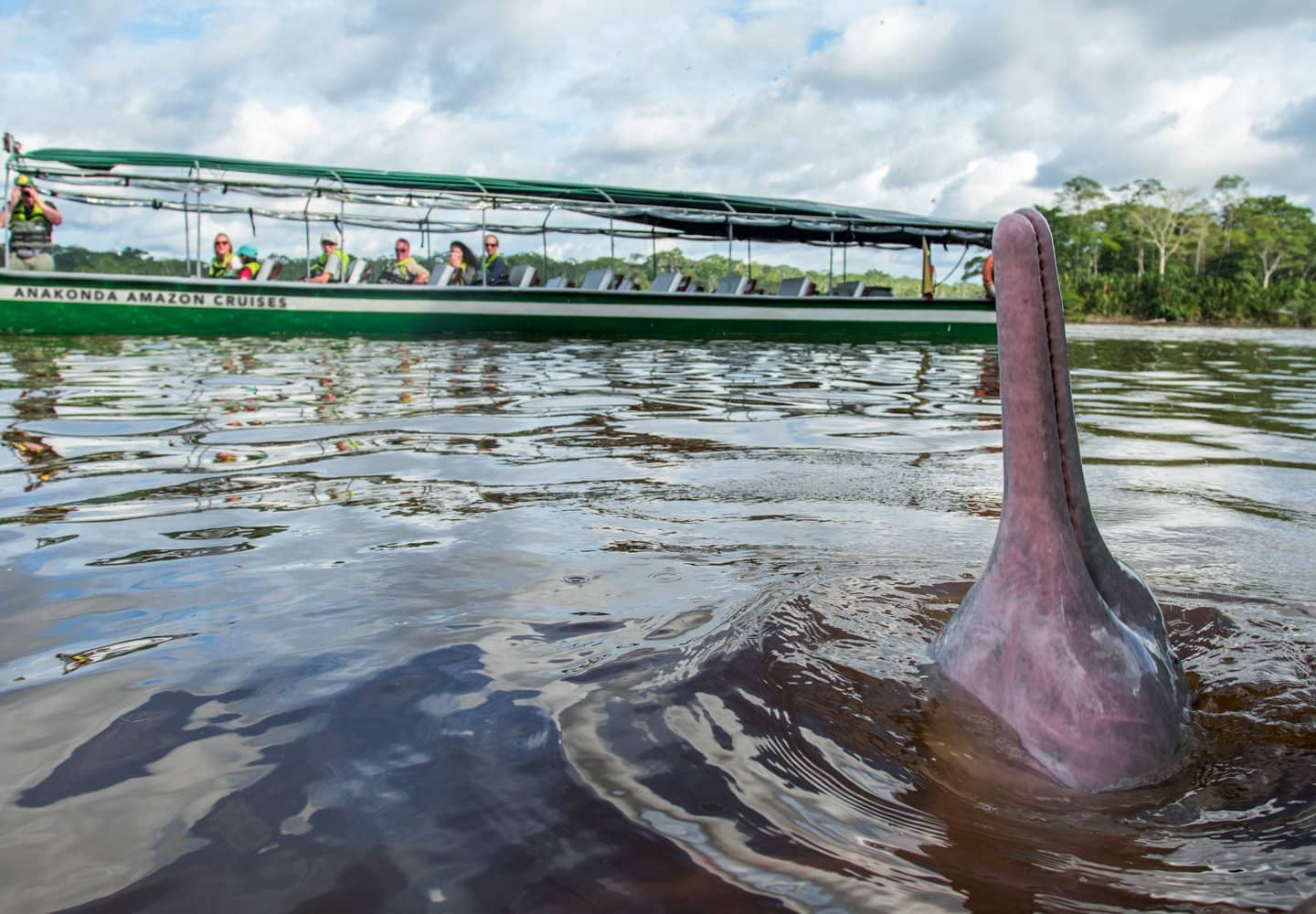 Pink River Dolphin - Amazon Cruise