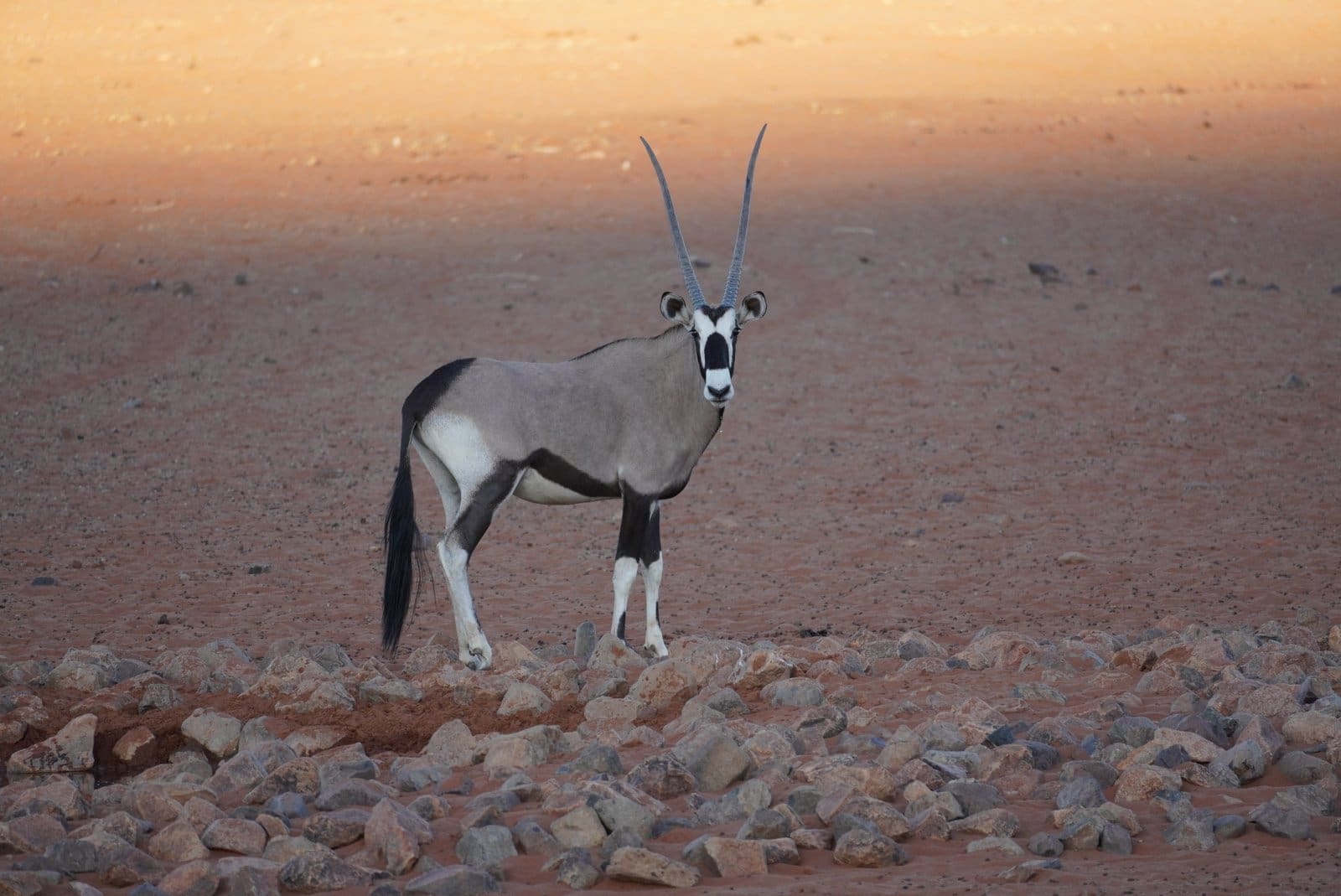 Oryx - Nambia Self-Drive Adventure