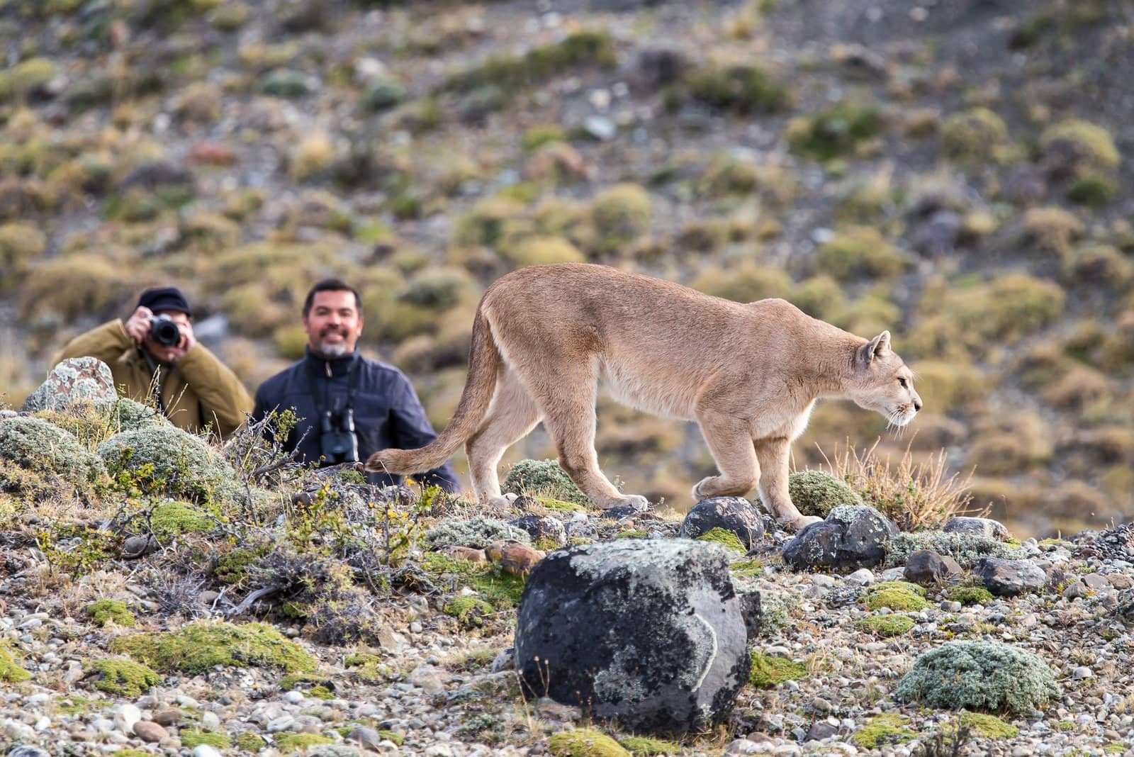 Puma - Torres del Paine - Chilean Patagonia Wildlife Tour