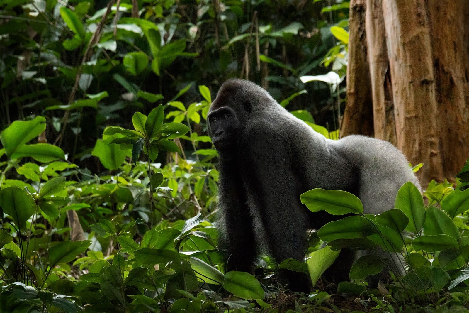 Silverback lowland gorilla - Congo Safari
