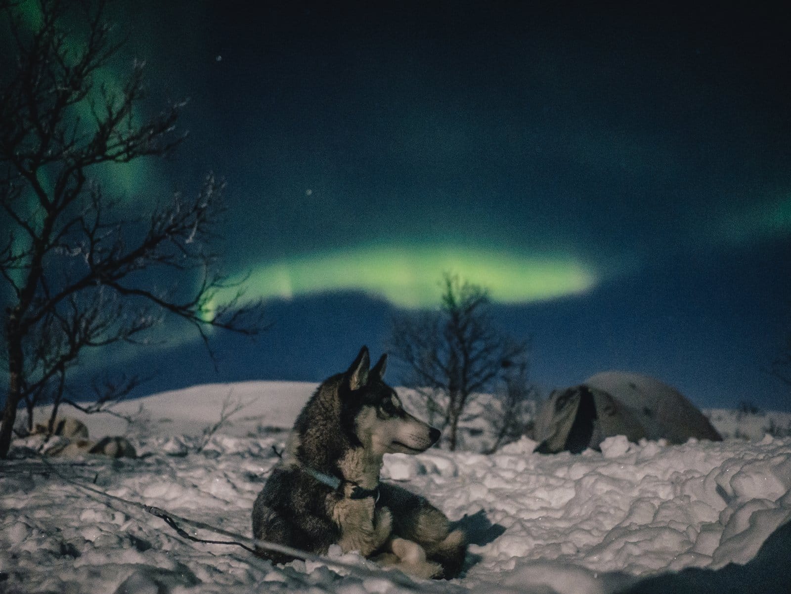 Dog Sledding - Norway Winter Adventure