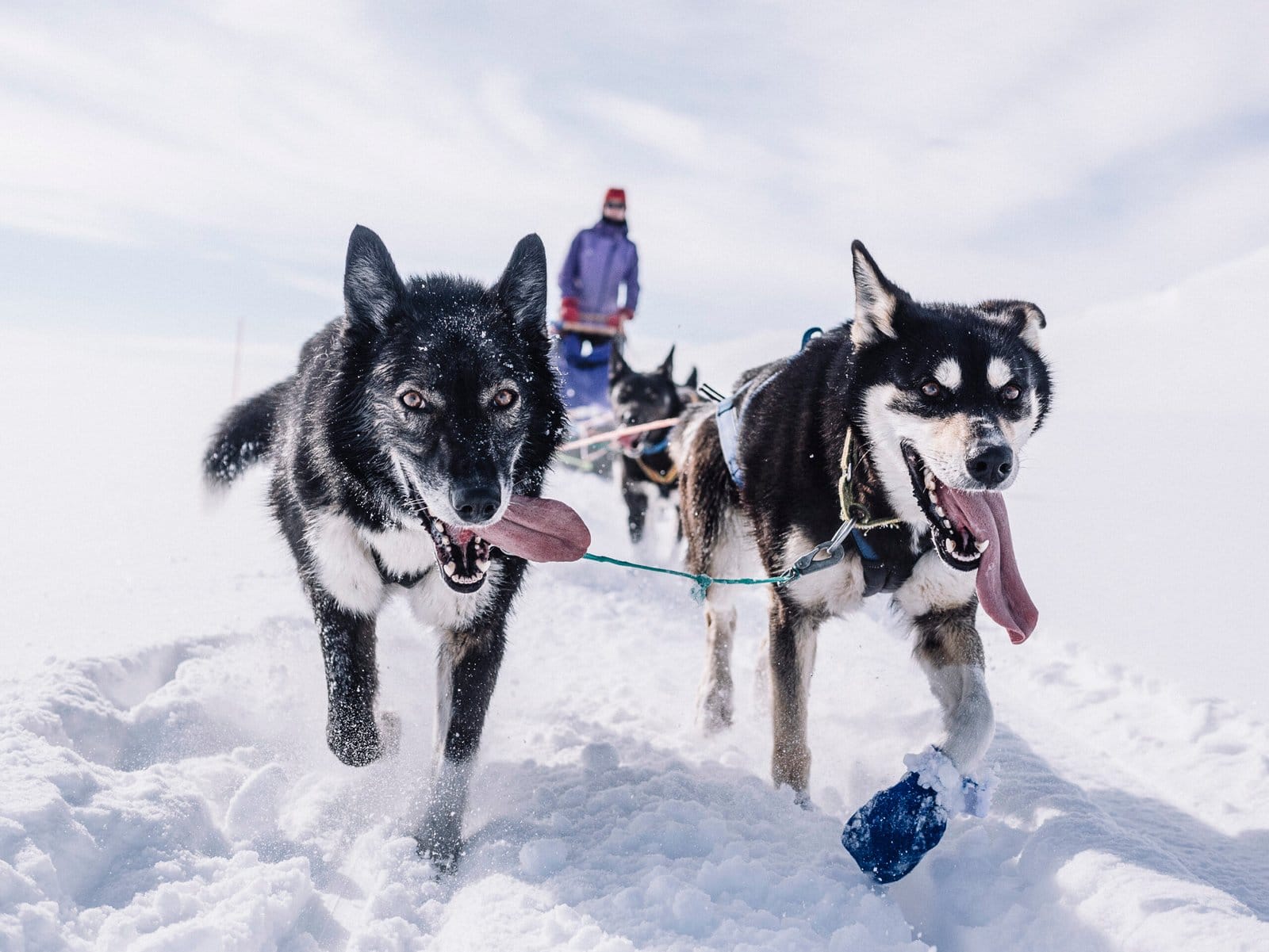 Dog Sledding - Norway Winter Adventure