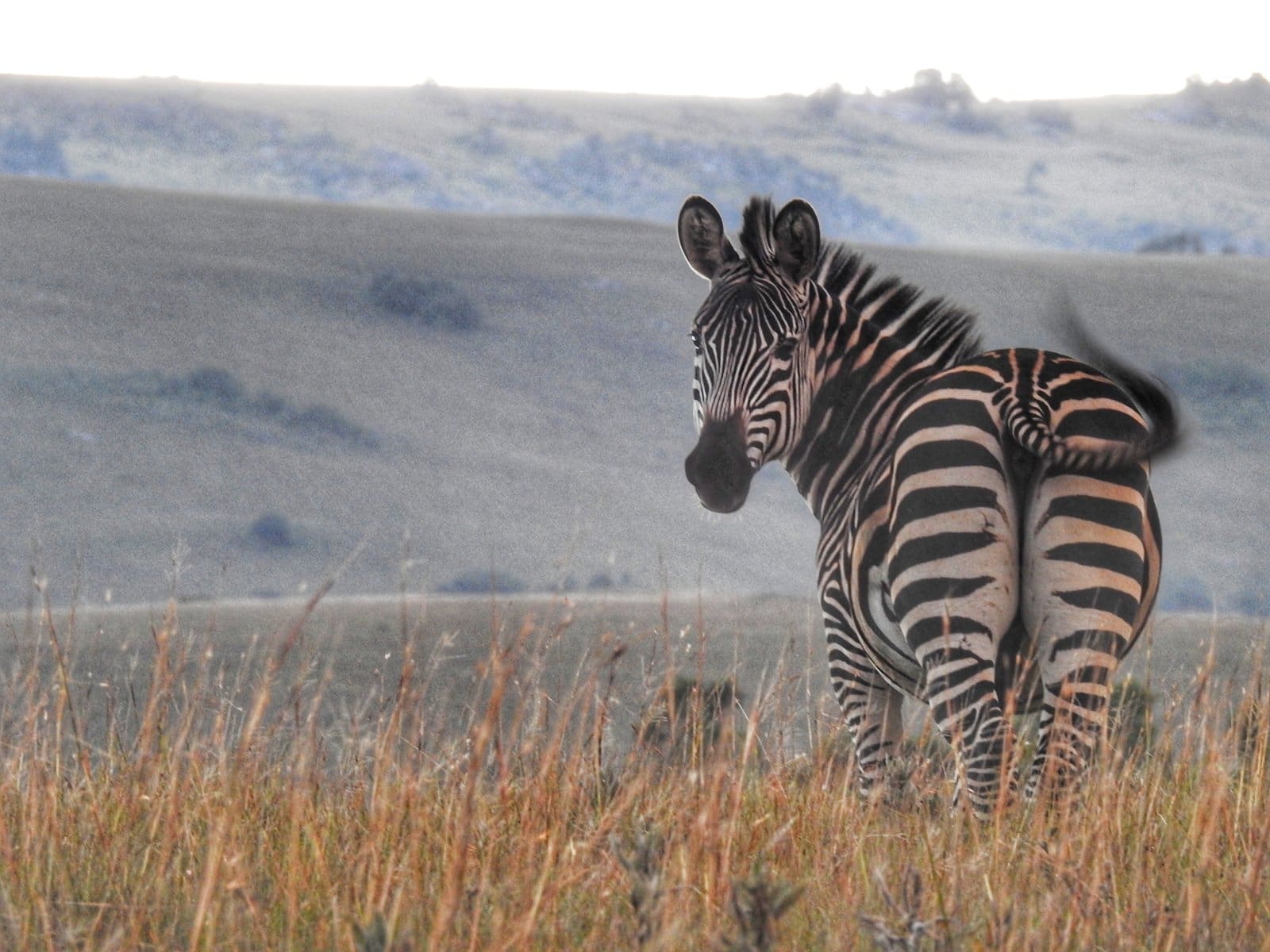 Zebra - Malawi Safari