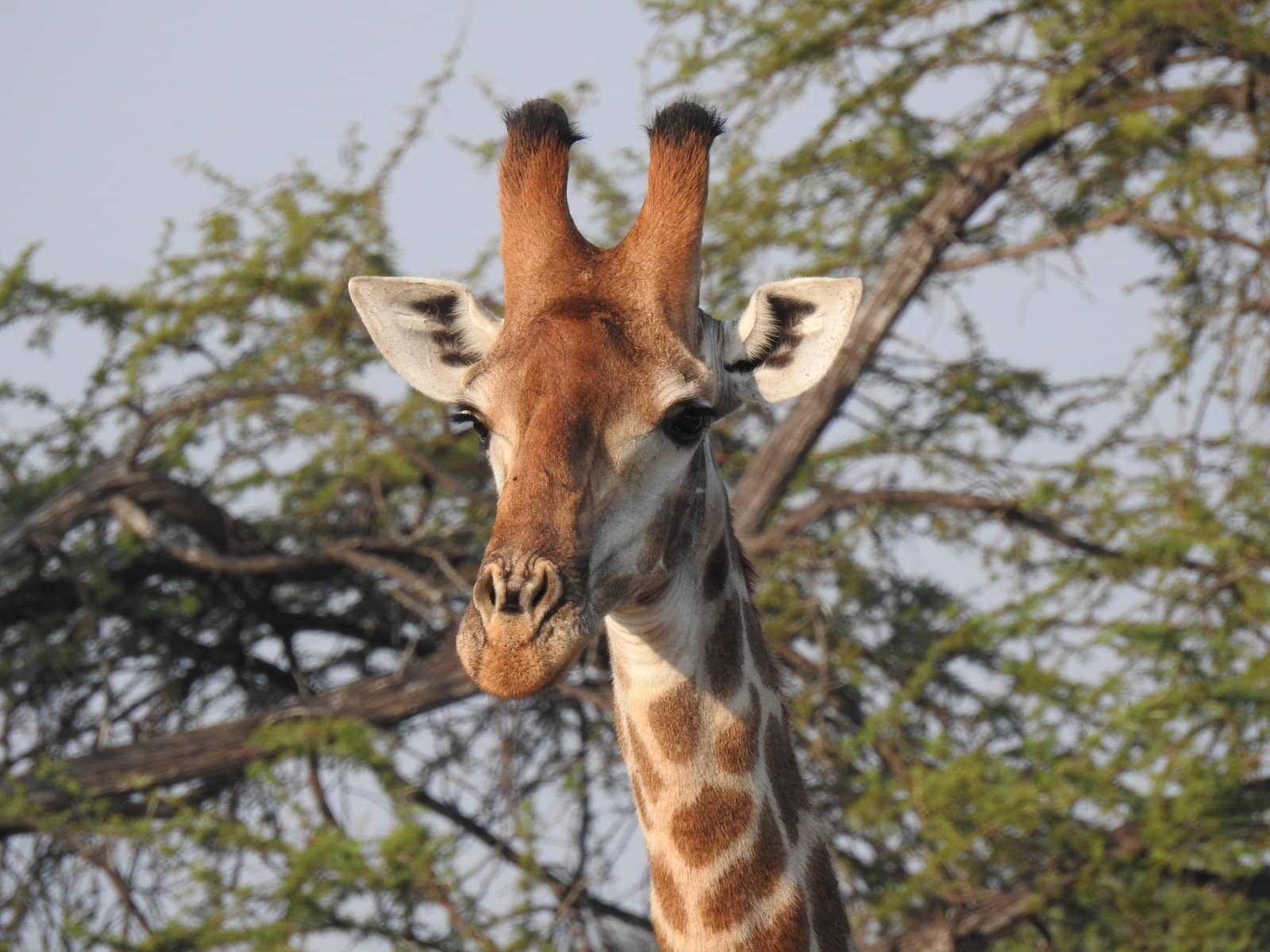 Giraffe - Kenya Safari