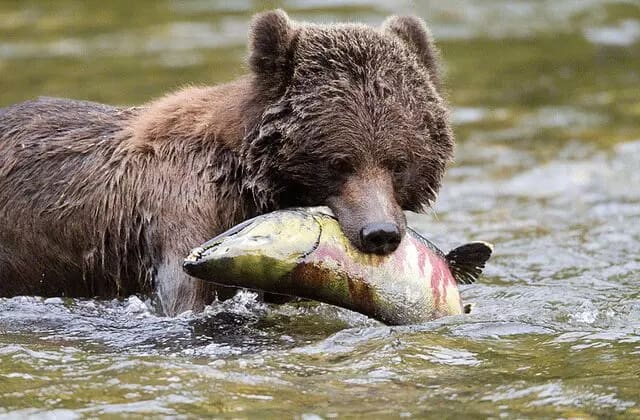 Great catch bear