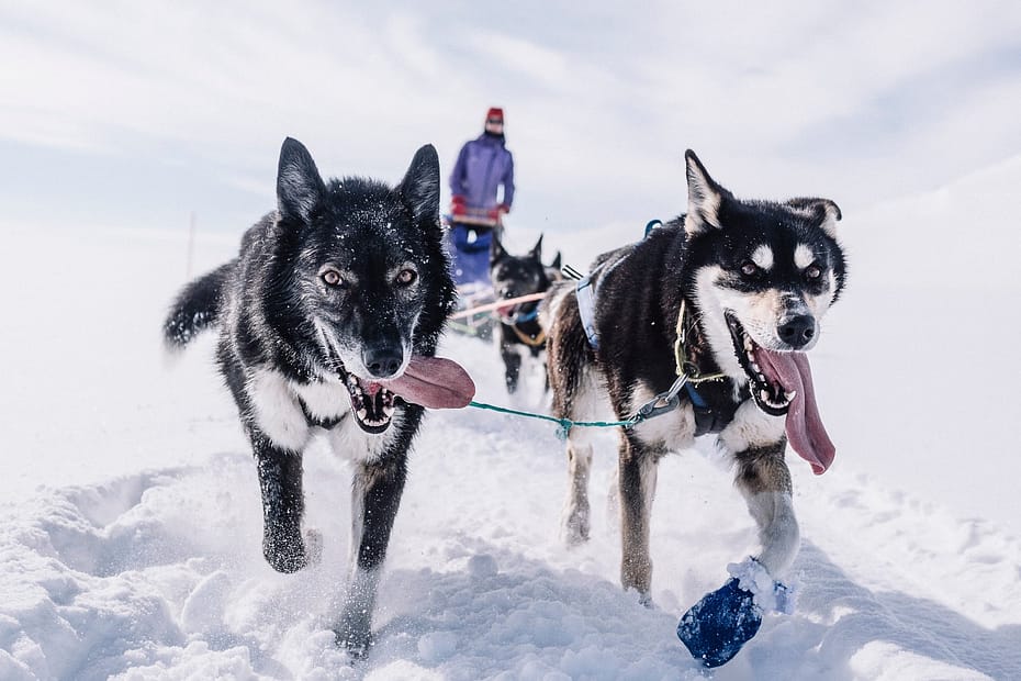 Dog Sledding - Winter Adventure