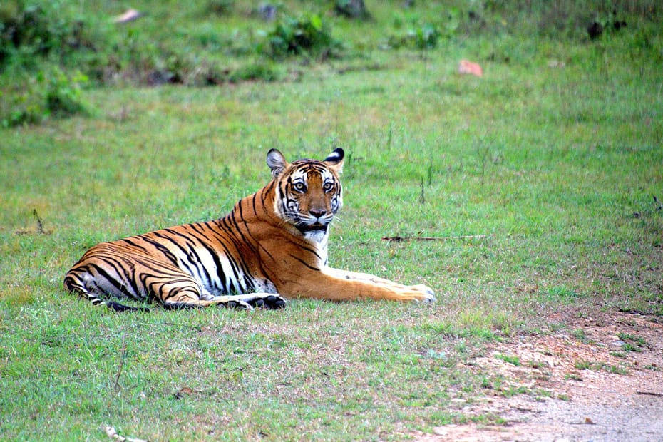 Tiger Safari Ranthambore India