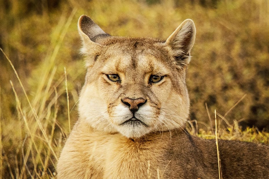 Puma - Patagonia Wildlife Tour