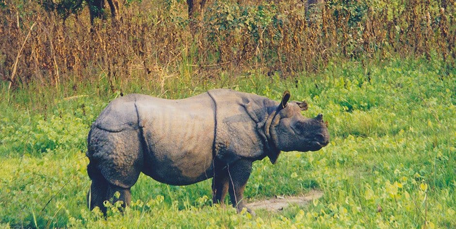 Rhino - Nepal tour