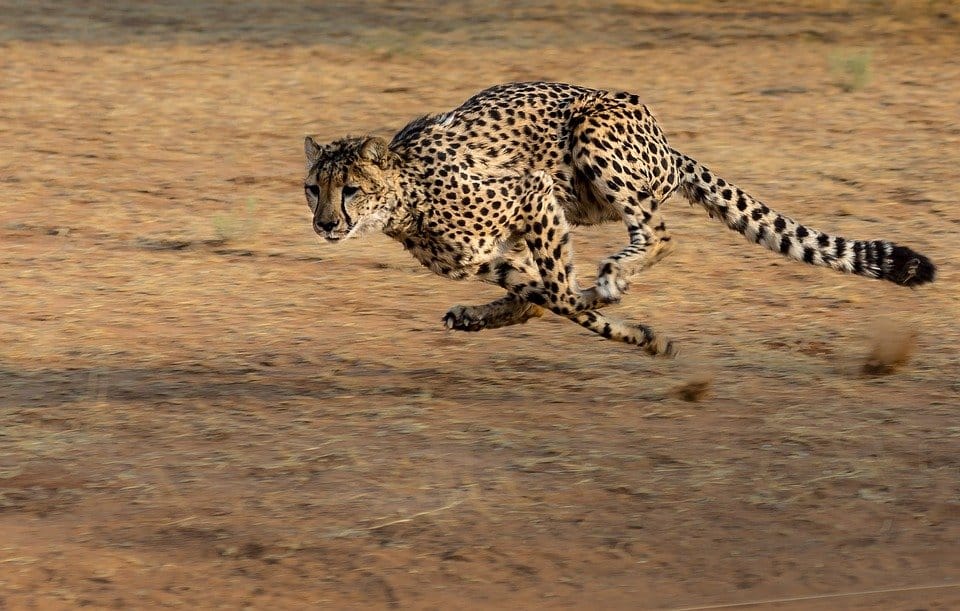 Cheetah - Namibia Self-Drive Safari